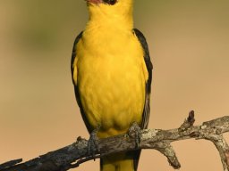 Fauna Cerro Masatrigo y entorno